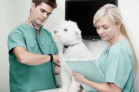 cachorro sendo examinado