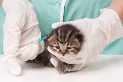 gato tomando vacina